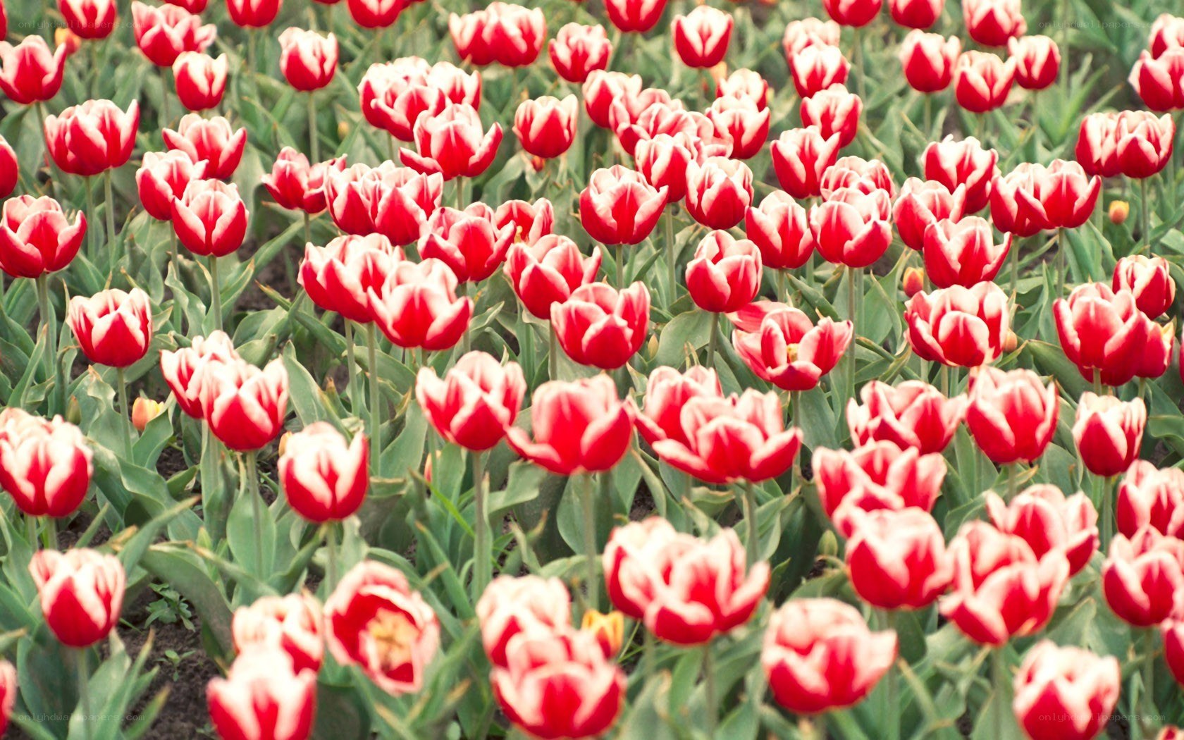 red and white tulip field