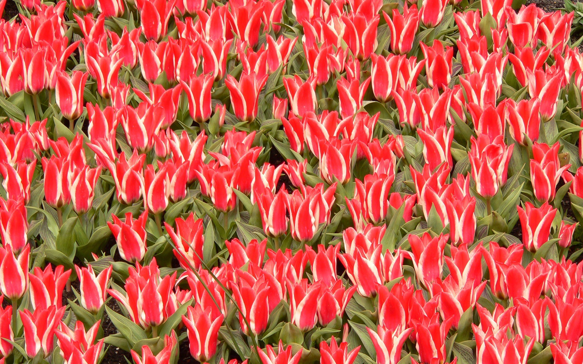 Red and white tulip field