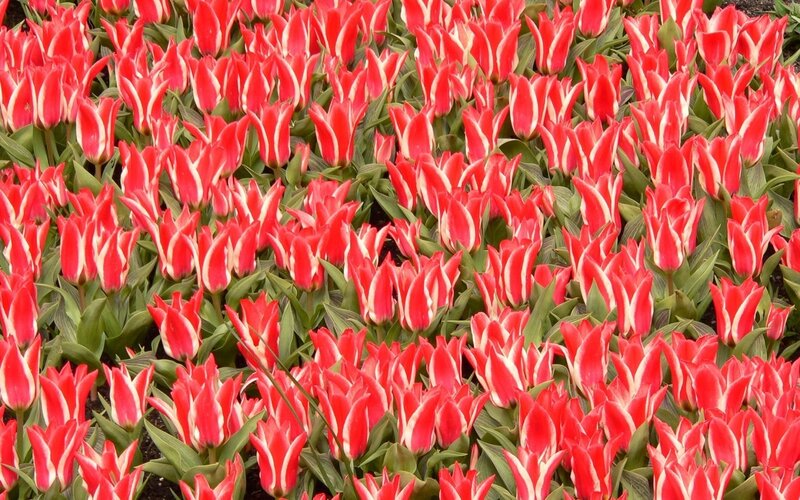 Red and white tulip field