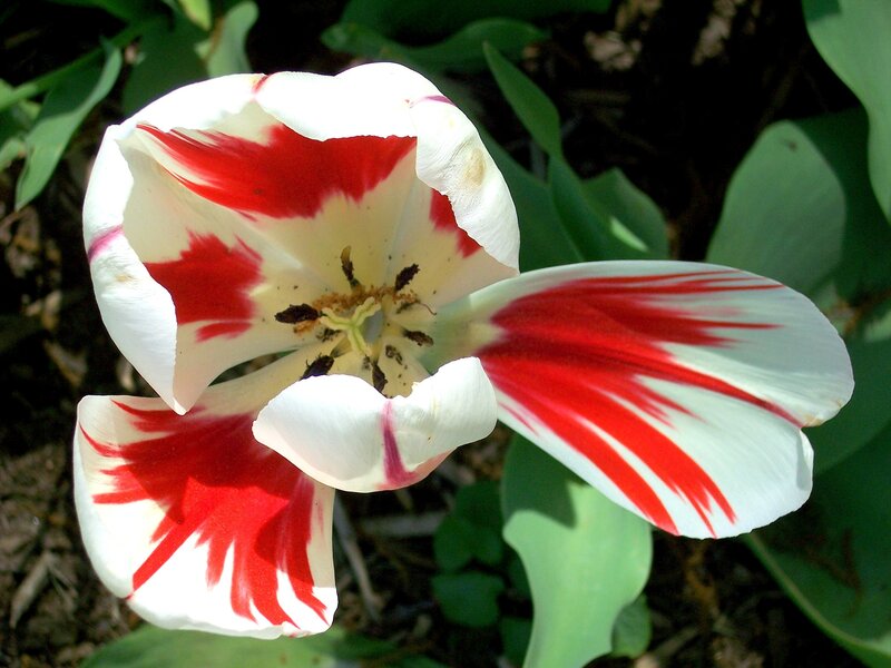 Red and white tulip flower