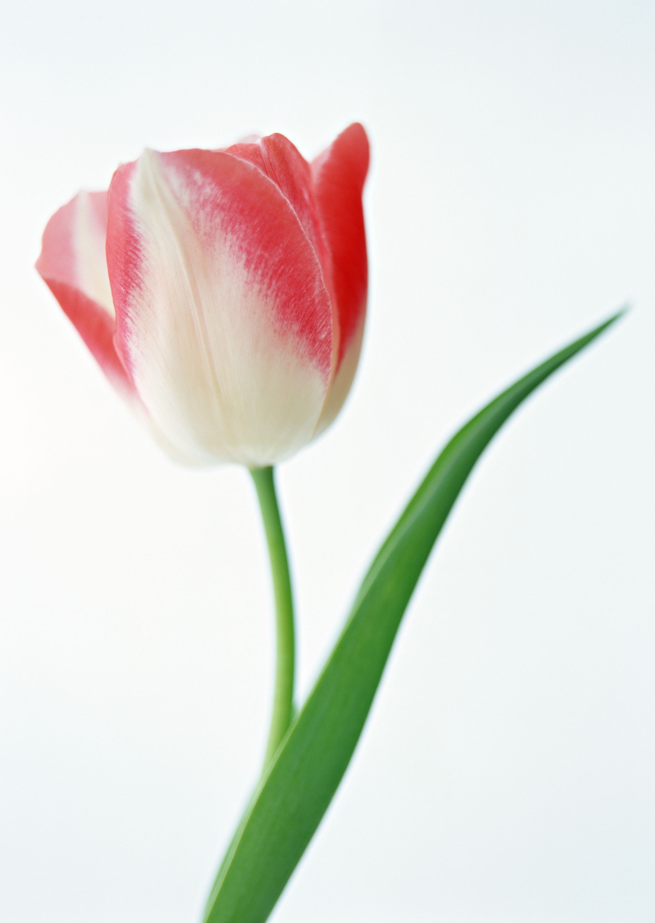 red and white tulip flower