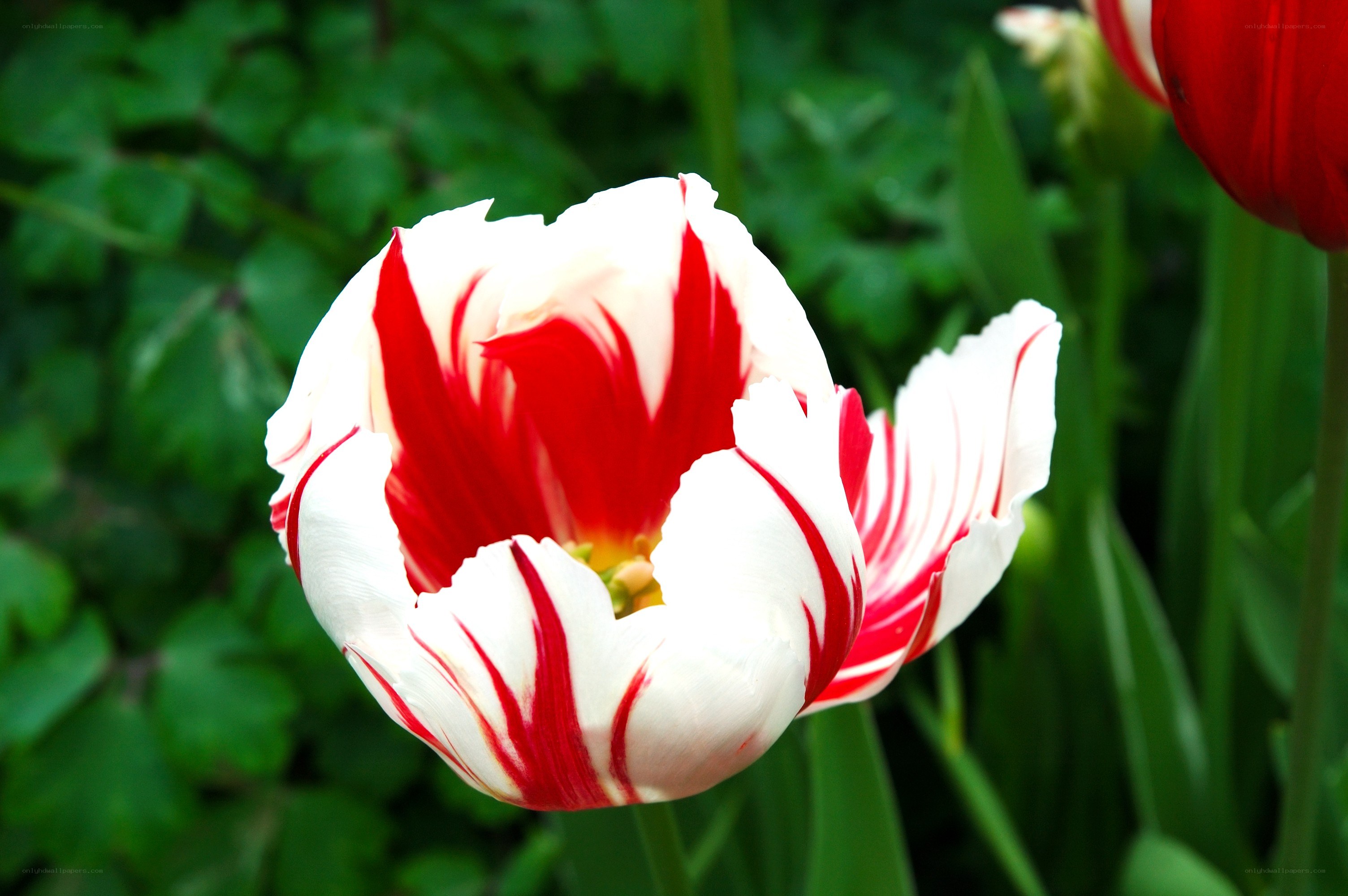 red and white tulip flower