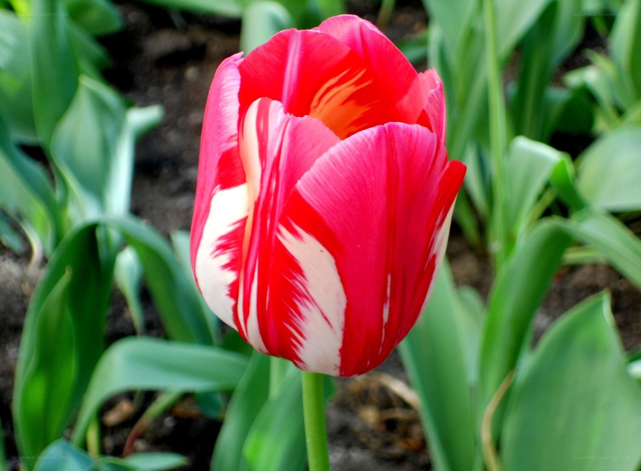 Red and white tulip flower