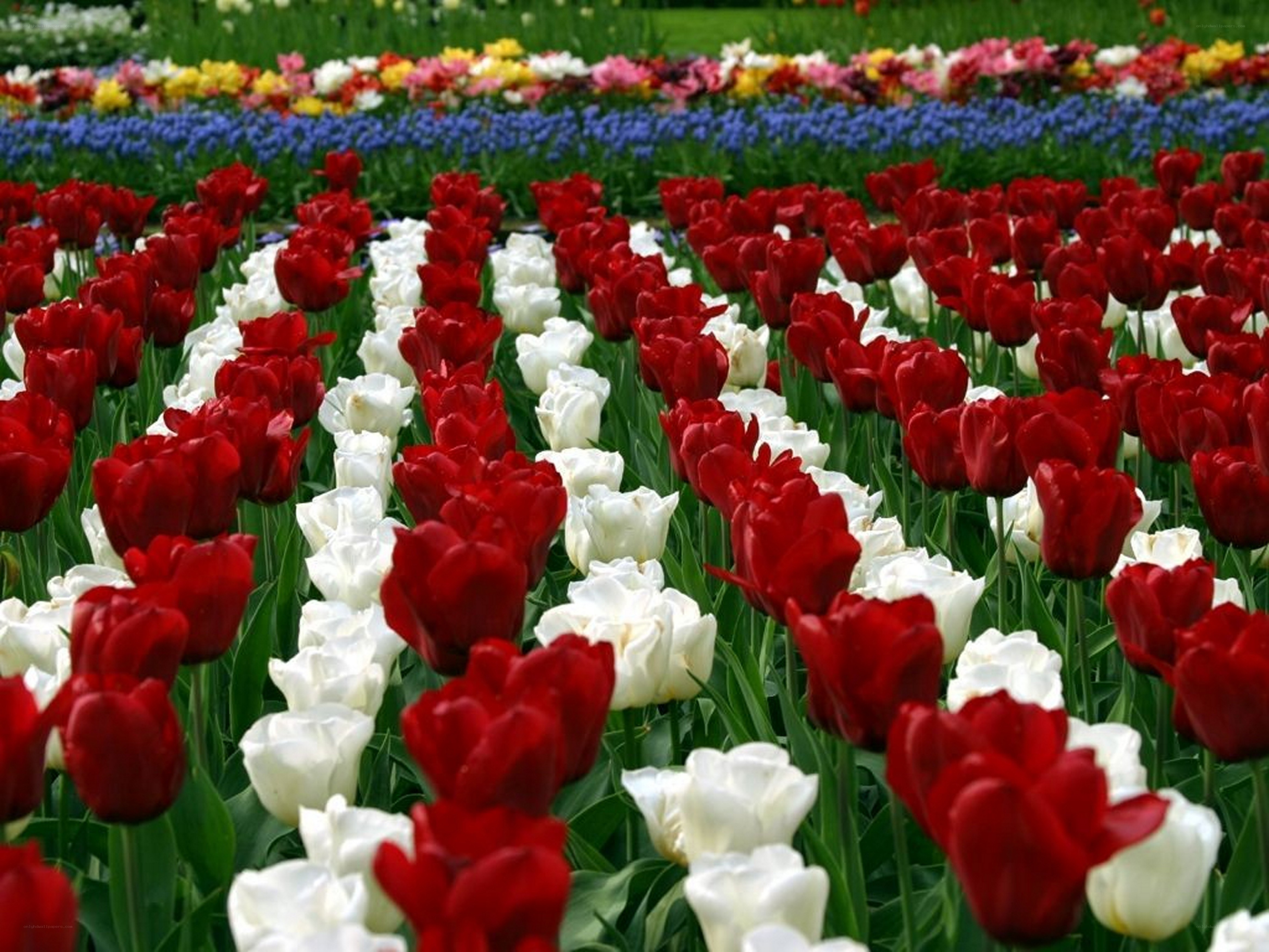 Red and white tulip garden