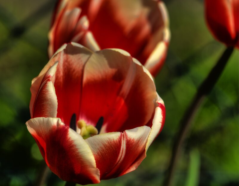 Red and White Tulip — Natural