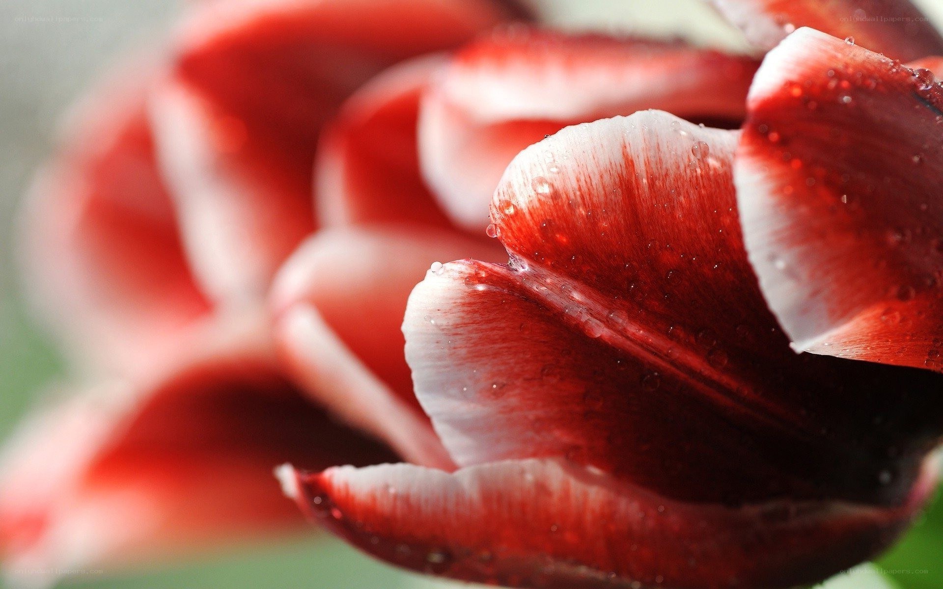 red and white tulip petals