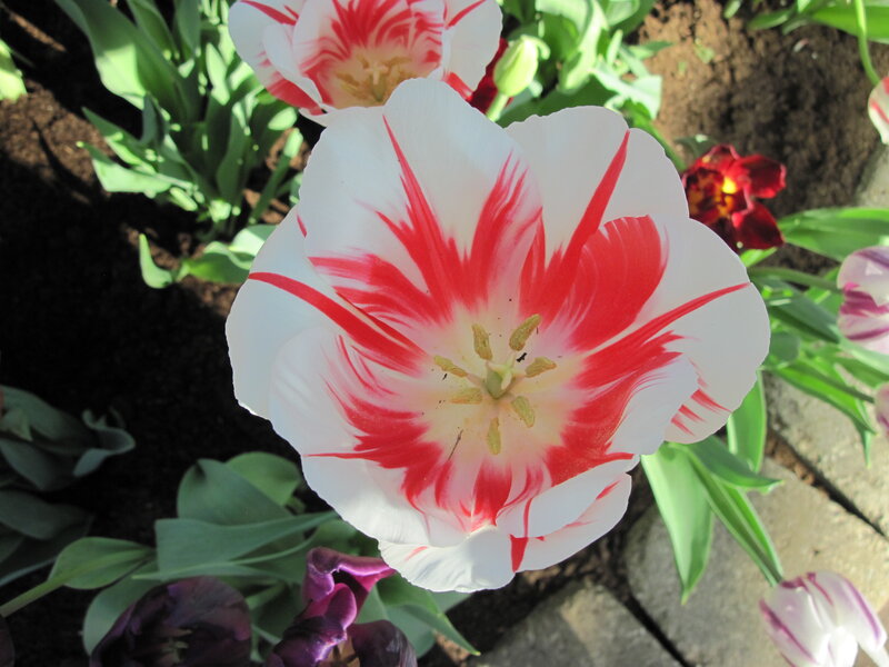 Red and White Tulip — Serene, Afternoon