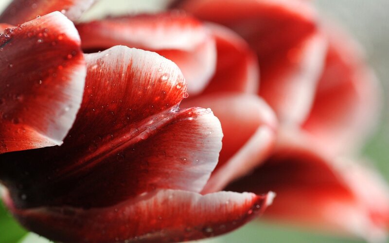 Red and White Tulip — Serene, Photograph, Petals