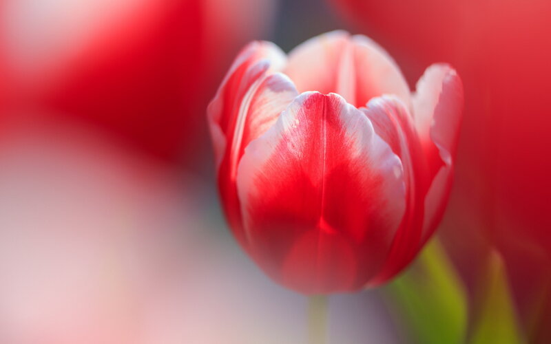 Red and White Tulip — Serene, Photograph