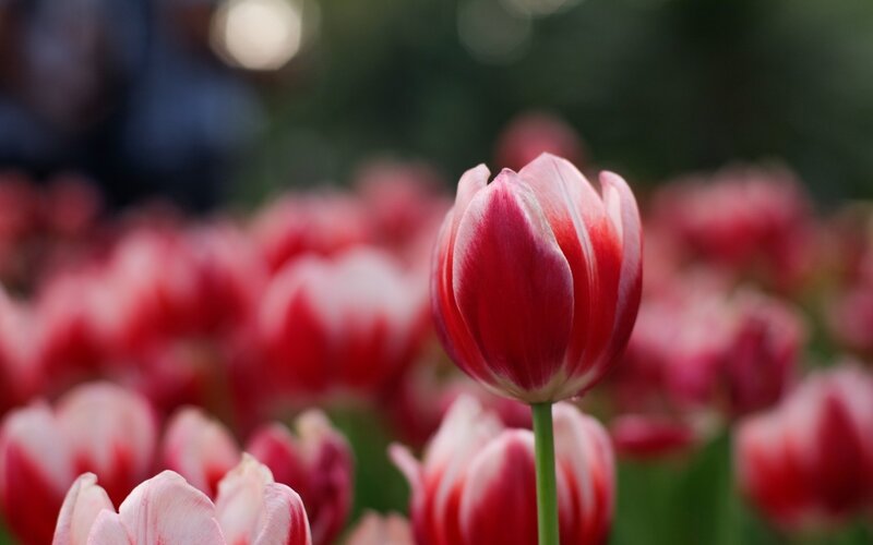 Red and White Tulip — Serene, Spring, Photograph, Flower