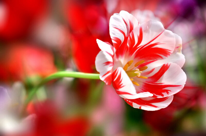 Red and White Tulip — Serene, Spring, Photograph