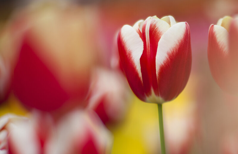 Red and White Tulip — Serene, Spring
