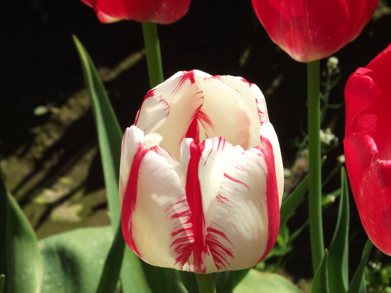 Red and White Tulip — Serene