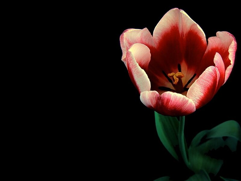 Red and White Tulip