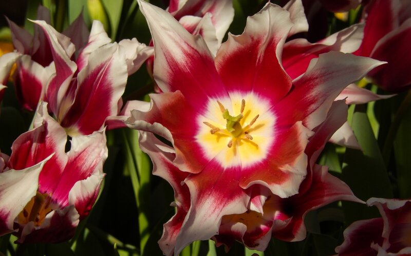 Red and White Tulip — Vibrant, Afternoon