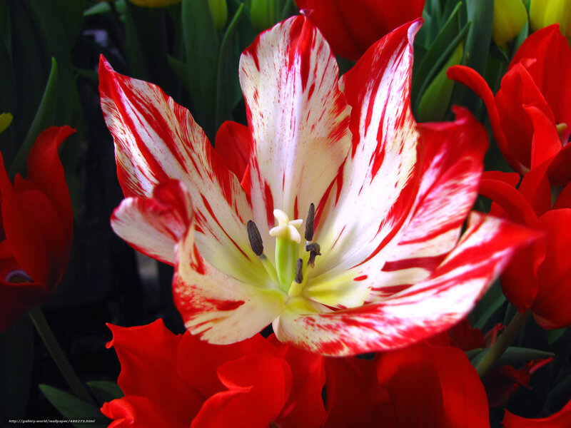 Red and White Tulip — Vibrant, Photograph, Flower