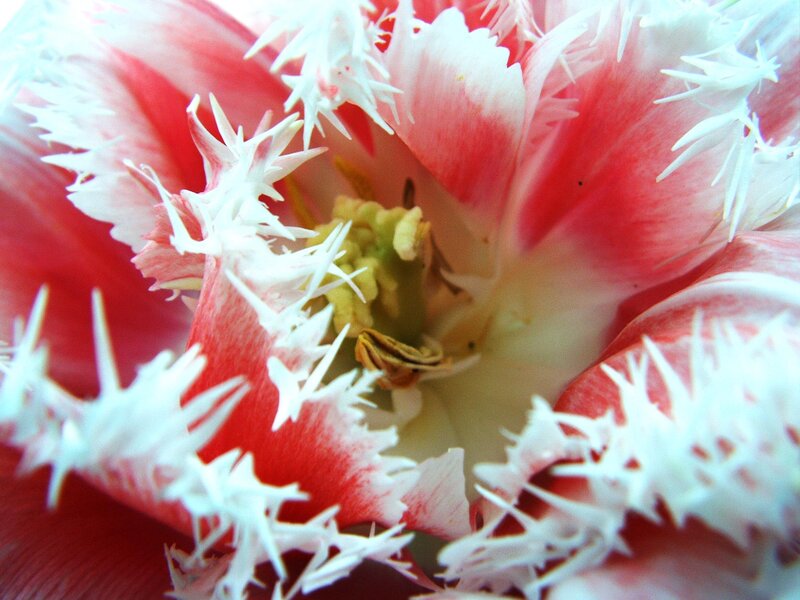 Red and White Tulip — Vibrant, Photograph