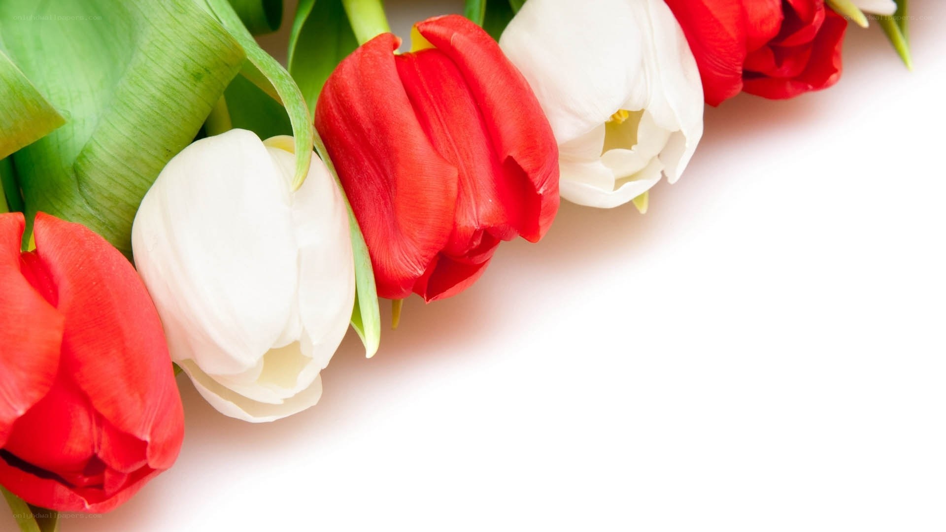 Red and white tulips