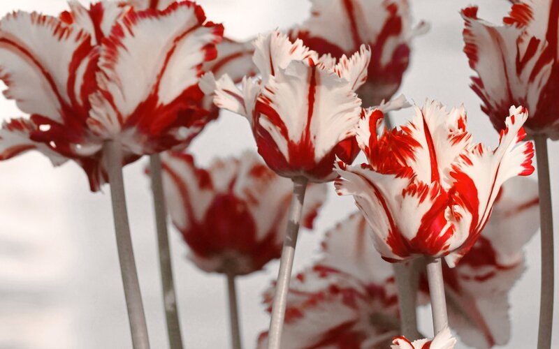 Red and white tulips