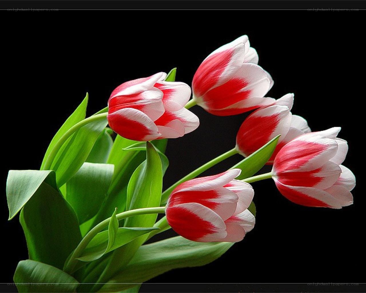 Red and white tulips