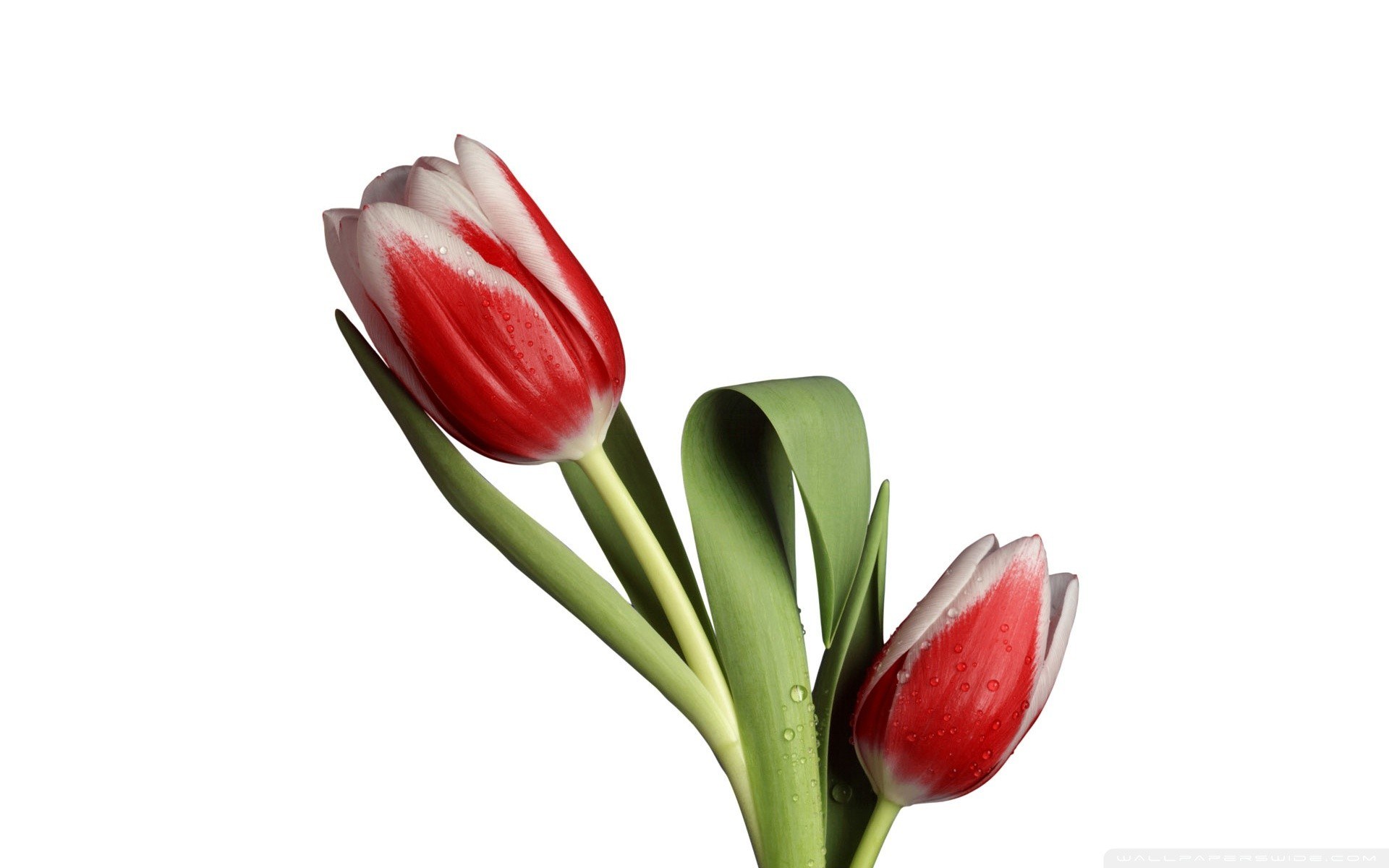 Red and white tulips