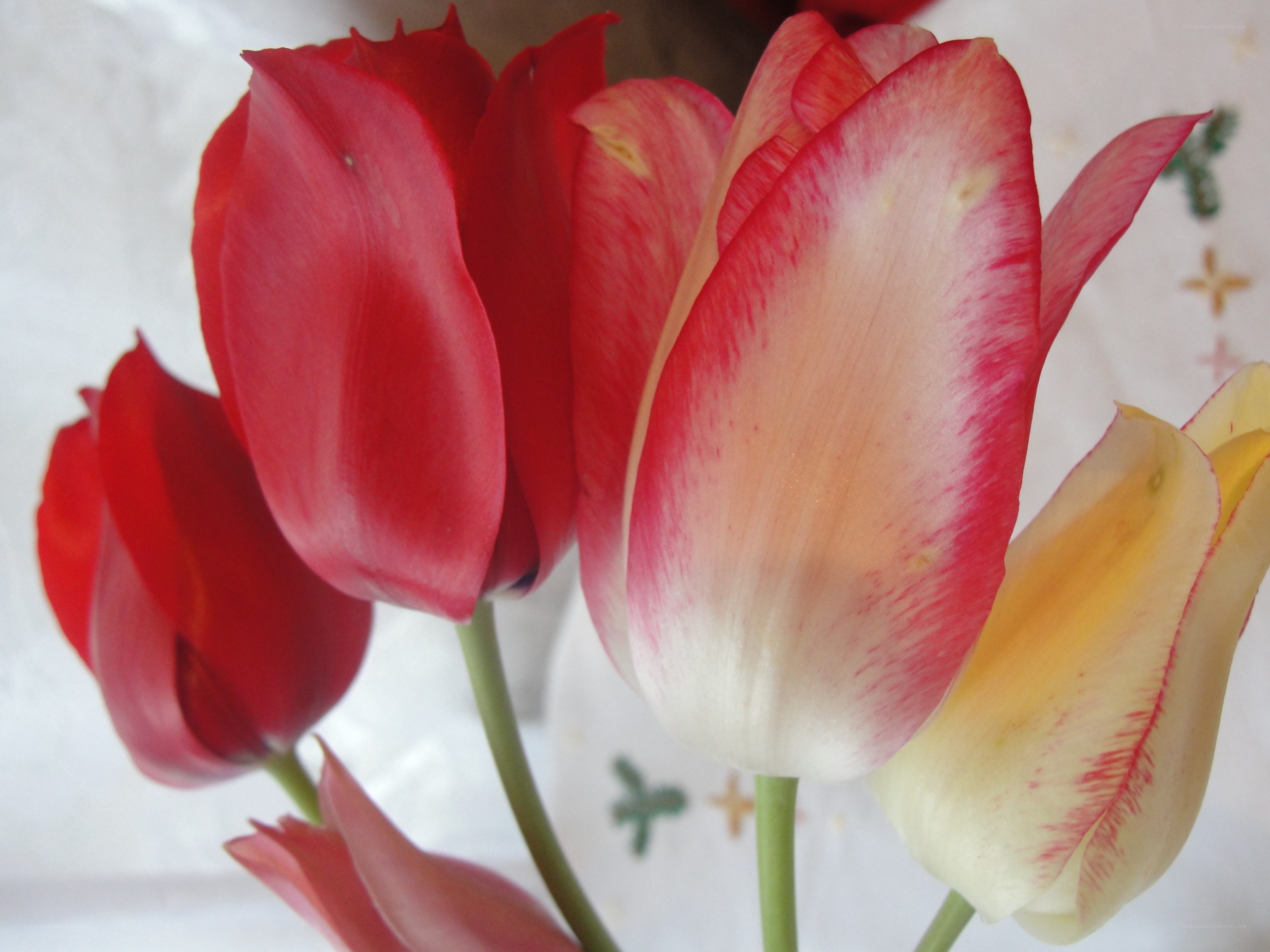 Red and white tulips