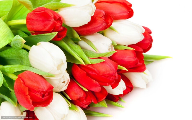 Red and white tulips bouquet