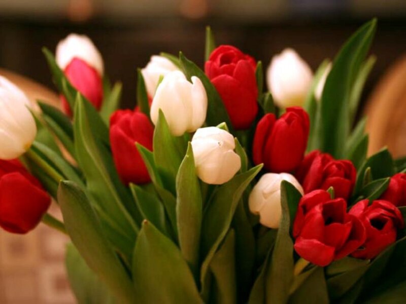 red and white tulips bouquet