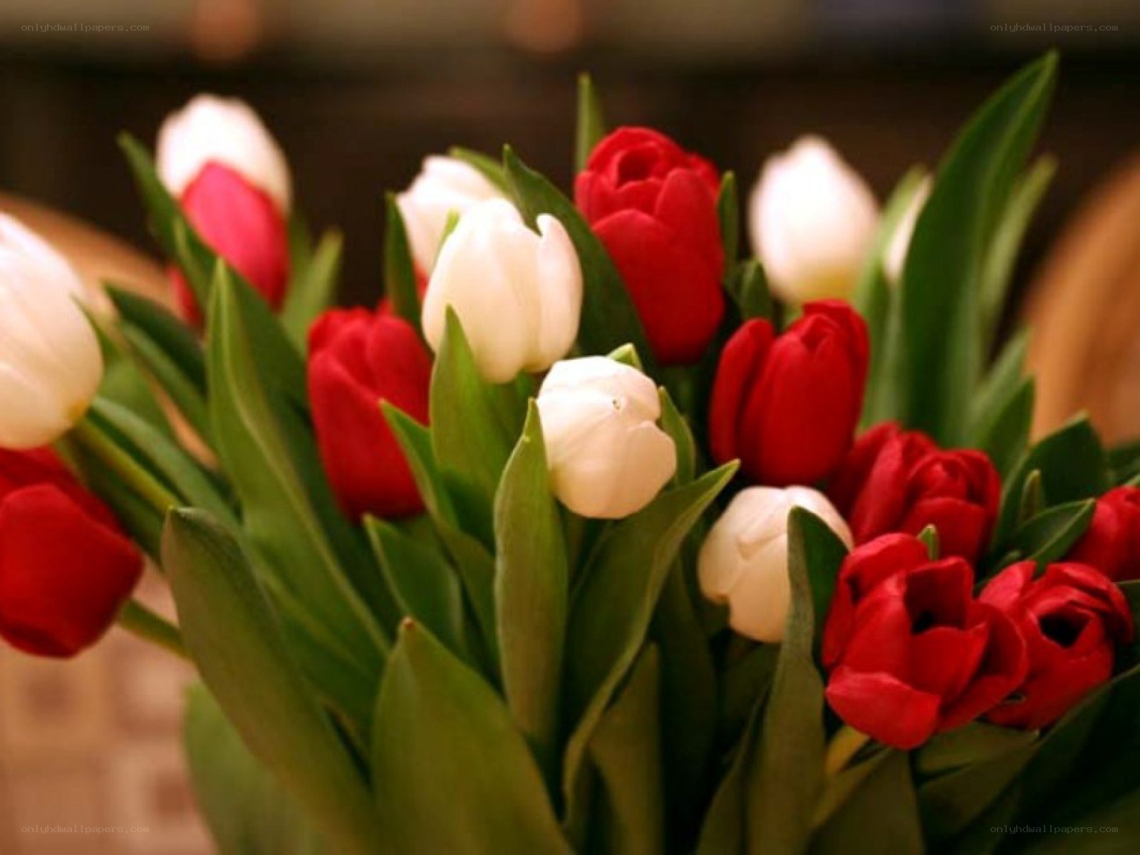 red and white tulips bouquet
