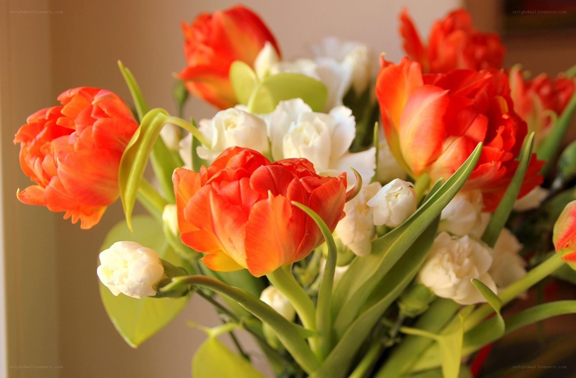 Red and white tulips bouquet
