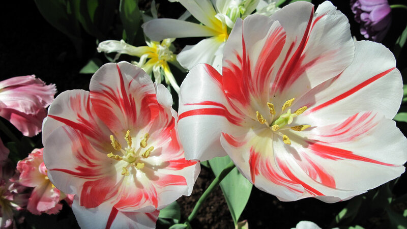 Red and White Tulips — Bright, Afternoon