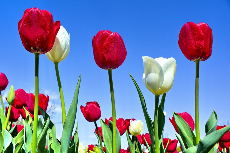 Red and White Tulips — Bright, Spring