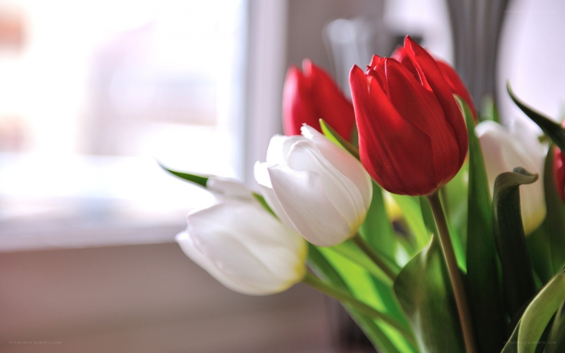 Red and white tulips by window