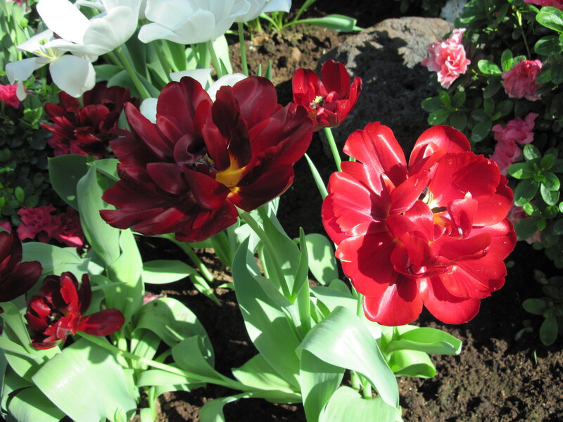 Red and White Tulips — Calm, Afternoon