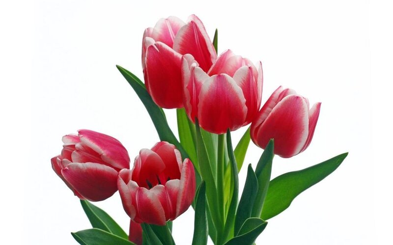 Red and White Tulips — Calm, Green Leaves