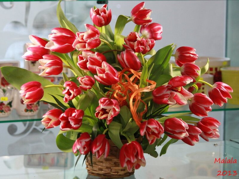 Red and White Tulips — Calm, Photograph, Basket