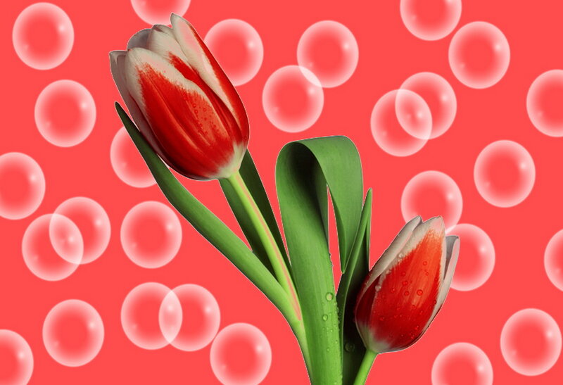 Red and White Tulips — Calm, Photograph, Bubbles