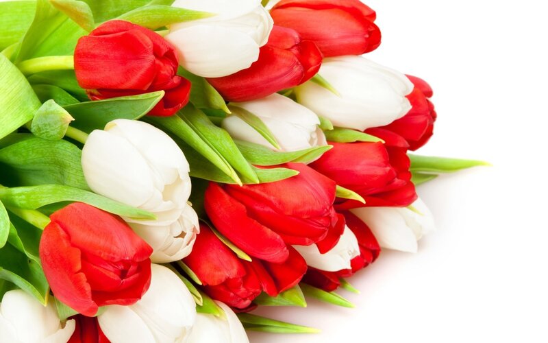 Red and White Tulips — Calm, Photograph, Flowers, Leaves, White Background, Green