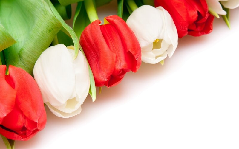 Red and White Tulips — Calm, Photograph, Flowers, Leaves, White Background