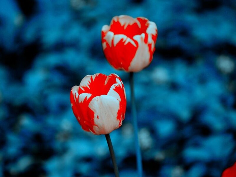 Red and White Tulips — Calm, Photograph, Flowers, Stems, Blue Background