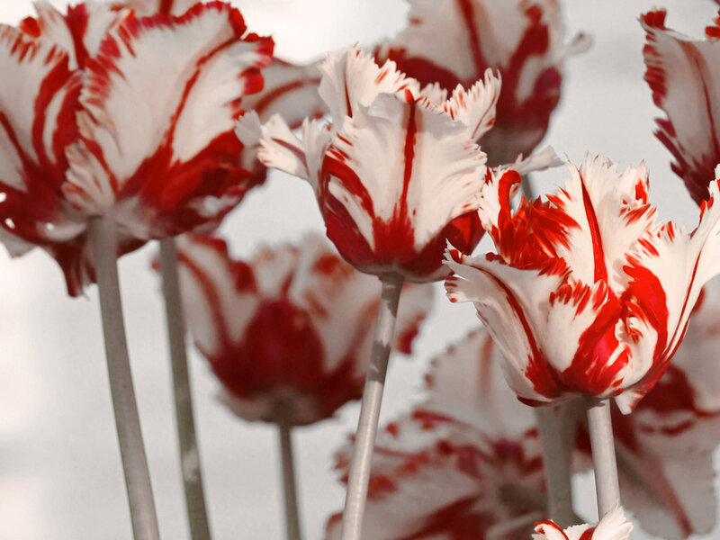 Red and White Tulips — Calm, Photograph, Flowers