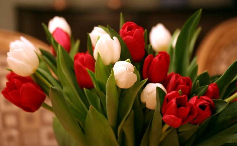 Red and White Tulips — Calm, Photograph