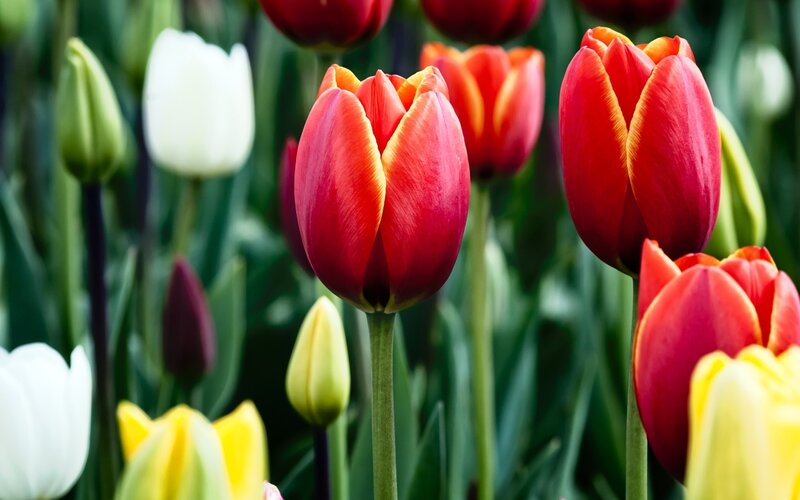 Red and White Tulips — Calm, Spring, Photograph, Buds