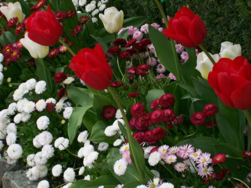 Red and White Tulips — Calm, Spring, Photograph, Daisies