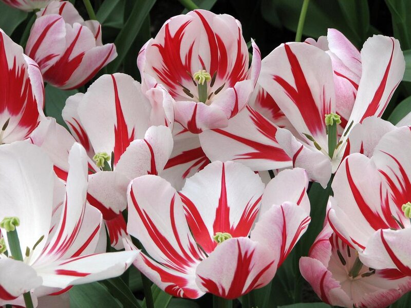 Red and White Tulips — Calm, Spring, Photograph, Flowers, Leaves