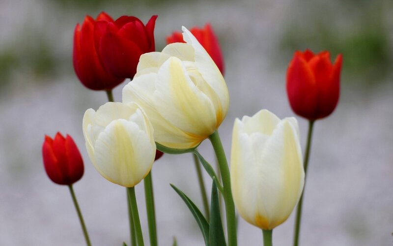 Red and White Tulips — Calm, Spring, Photograph, Flowers, Stems