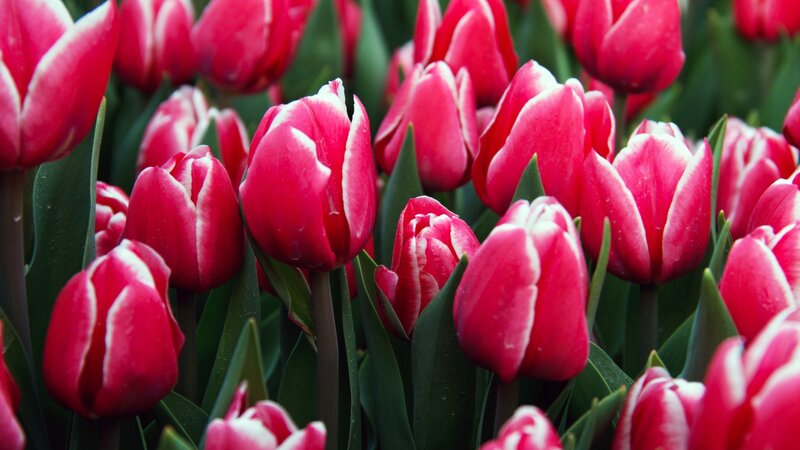 Red and White Tulips — Calm, Spring, Photograph, Green Leaves, Flower Buds, Green