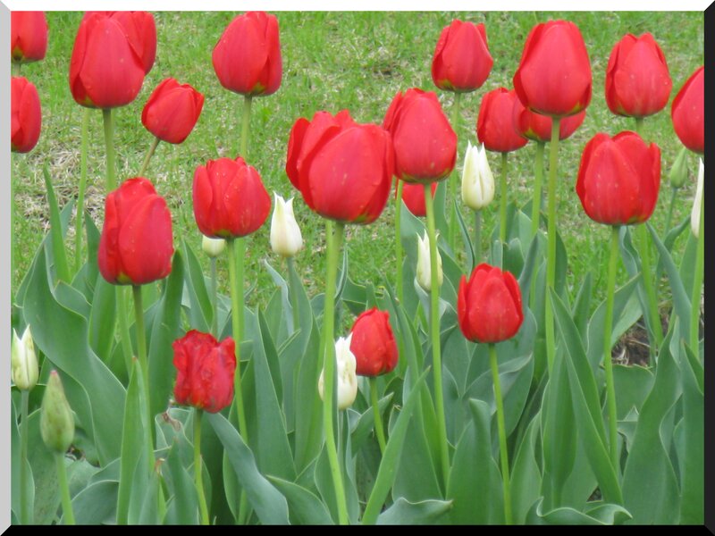 Red and White Tulips — Calm, Spring, Photograph, Green Leaves, Grass