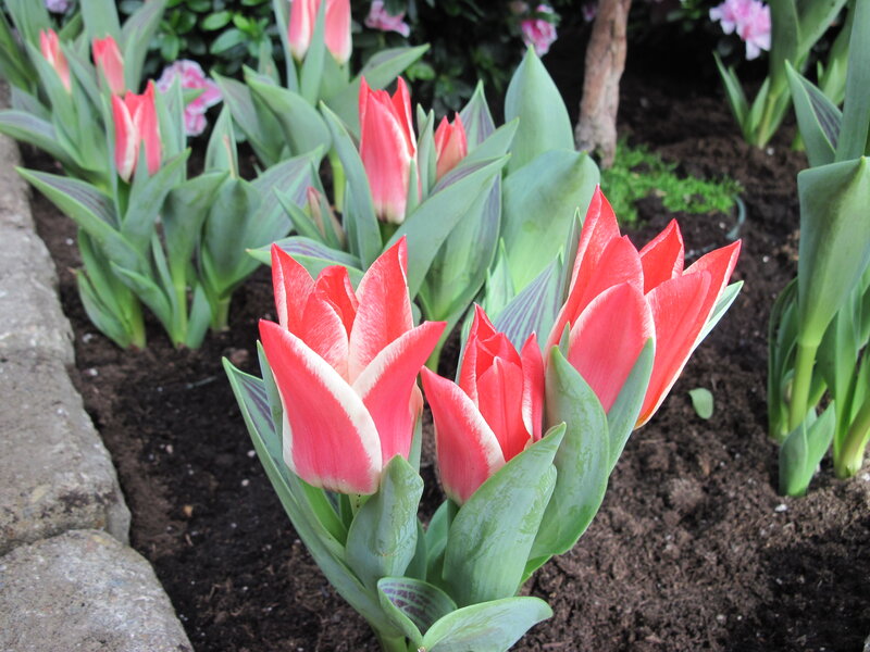 Red and White Tulips — Calm, Spring, Photograph, Green Leaves, Soil