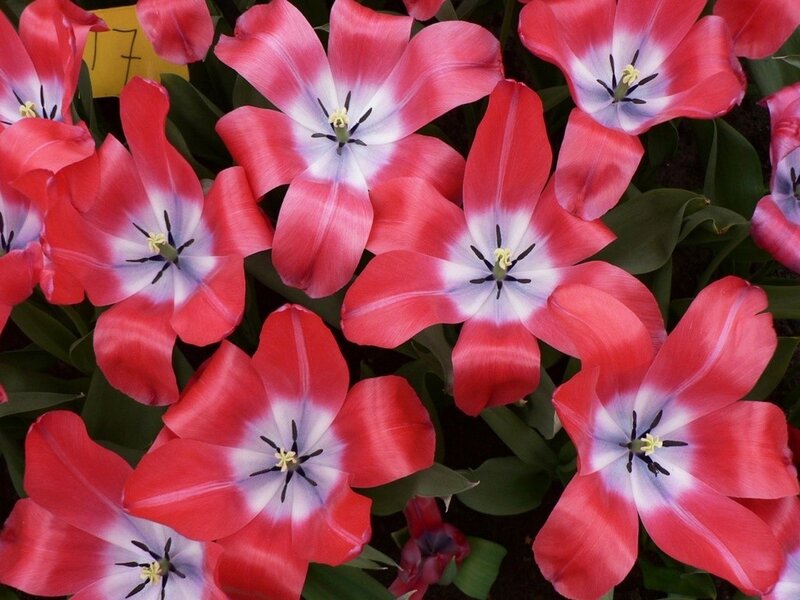 Red and White Tulips — Calm, Spring, Photograph, Green Leaves, Yellow Tag